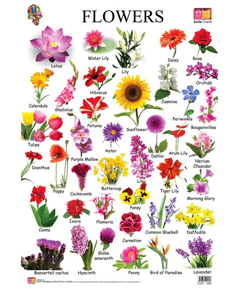 how many different type of flowers